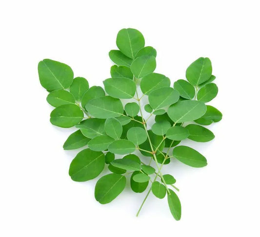 DrumSticks Leaves (മുരിങ്ങയില)1 bunch