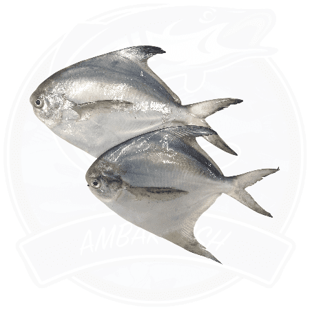 Silver Pomfret Frozen (700 g)